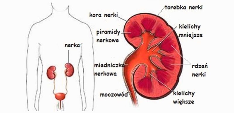 What you need to know about a kidney transplant