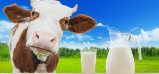 Mleko laktoza alergia pokarmowa – to pić czy nie pić?