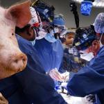 Udany przeszczep serca świni do człowieka. Pacjent żyje