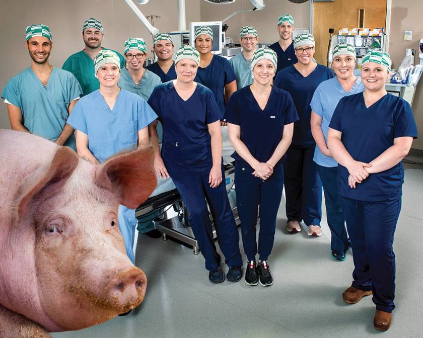 After a successful heart transplant from a pig to a living human, a kidney transplant from the same animal