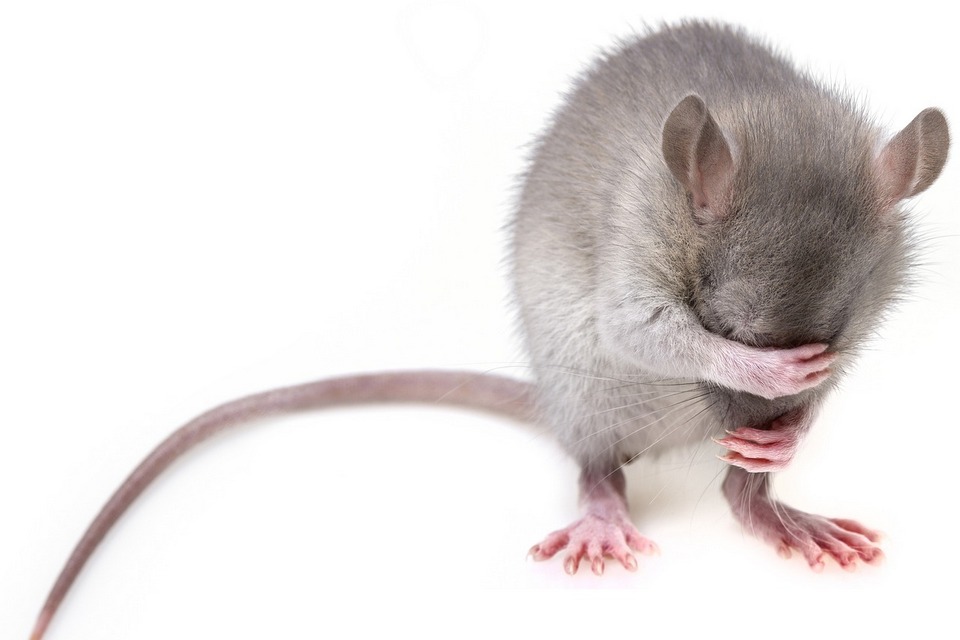 Diseases transmitted by mice not only through their droppings in grain